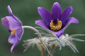 Attēlu rezultāti vaicājumam “Pulsatilla”