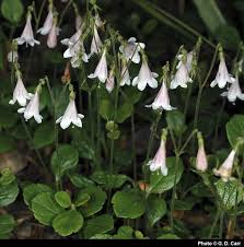 Attēlu rezultāti vaicājumam “Linnaea borealis flower”