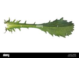 Attēlu rezultāti vaicājumam “Leucanthemum vulgare leaf”