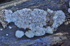 Attēlu rezultāti vaicājumam “Exidia thuretiana”