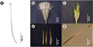 Attēlu rezultāti vaicājumam “Tragopogon heterospermus leaf”