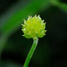 Attēlu rezultāti vaicājumam “Ranunculus cassubicus bud”