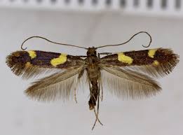 Attēlu rezultāti vaicājumam “Gracillariidae”