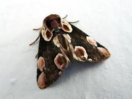 Attēlu rezultāti vaicājumam “Thyatira batis”