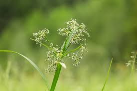 Attēlu rezultāti vaicājumam “Scirpus sylvaticus flower”
