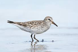 Attēlu rezultāti vaicājumam “Calidris alba adult”