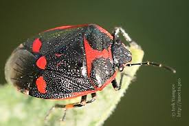 Attēlu rezultāti vaicājumam “Eurydema oleracea”