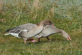 Attēlu rezultāti vaicājumam “Anser brachyrhynchus”