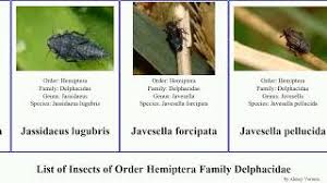 Attēlu rezultāti vaicājumam “Javesella pellucida female”