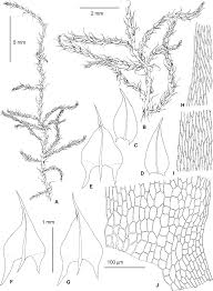 Attēlu rezultāti vaicājumam “Sciuro-hypnum reflexum”