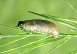 Attēlu rezultāti vaicājumam “Cribraria ferruginea macro”