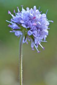 Attēlu rezultāti vaicājumam “Succisa pratensis”