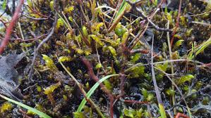 Attēlu rezultāti vaicājumam “Drepanocladus polygamus”