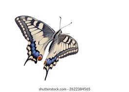 Attēlu rezultāti vaicājumam “Papilio machaon underside”