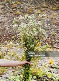 Attēlu rezultāti vaicājumam “Erigeron annuus flower”