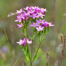 Attēlu rezultāti vaicājumam “Centaurium erythraea leaf”