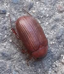 Attēlu rezultāti vaicājumam “Serica brunnea”