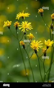 Attēlu rezultāti vaicājumam “Crepis paludosa leaf”