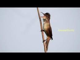 Attēlu rezultāti vaicājumam “Acrocephalus arundinaceus adult”