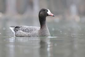 Attēlu rezultāti vaicājumam “Anser anser”