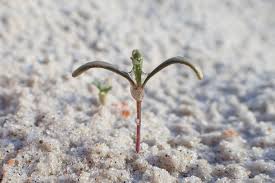 Attēlu rezultāti vaicājumam “Cakile maritima subsp. baltica”