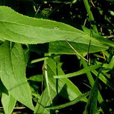Attēlu rezultāti vaicājumam “Inula salicina flower”