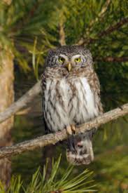 Attēlu rezultāti vaicājumam “Glaucidium passerinum adult”