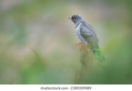 Attēlu rezultāti vaicājumam “Cuculus canorus juvenile”