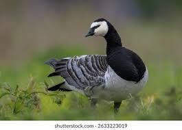 Attēlu rezultāti vaicājumam “Branta leucopsis”