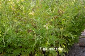 Attēlu rezultāti vaicājumam “Agrimonia pilosa flower”