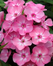 Image result for Phlox paniculata `Sweet Summer`