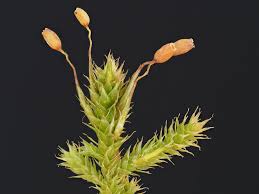 Attēlu rezultāti vaicājumam “Antitrichia curtipendula macro”