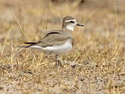 Image result for Charadrius asiaticus