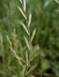 Attēlu rezultāti vaicājumam “Lolium perenne”