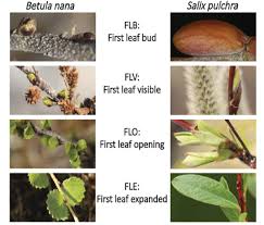 Attēlu rezultāti vaicājumam “Betula nana leaf”