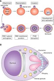 Attēlu rezultāti vaicājumam “Dianema depressum plasmodium”