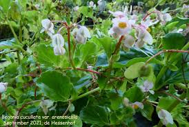 Image result for Begonia cucullata var. Hookeri
