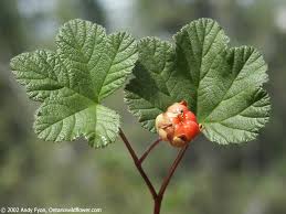 Attēlu rezultāti vaicājumam “Rubus chamaemorus flower”