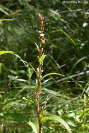 Attēlu rezultāti vaicājumam “Persicaria hydropiper”