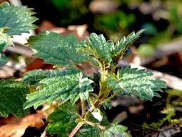 Attēlu rezultāti vaicājumam “Urtica urens leaf”