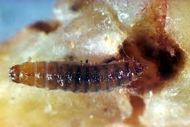 Attēlu rezultāti vaicājumam “Byturus tomentosus”