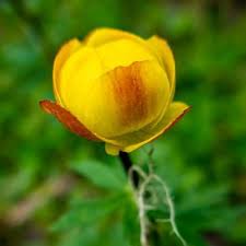 Attēlu rezultāti vaicājumam “Trollius europaeus”