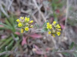 Image result for Alyssum diffusum