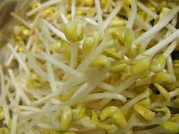 Image result for bean sprout