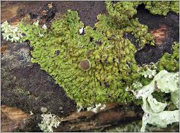 Attēlu rezultāti vaicājumam “Physconia distorta”