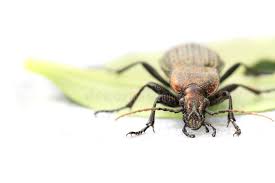 Attēlu rezultāti vaicājumam “Carabus cancellatus”