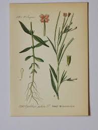 Attēlu rezultāti vaicājumam “Epilobium palustre flower”