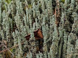 Attēlu rezultāti vaicājumam “Cladonia squamosa”