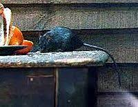 Attēlu rezultāti vaicājumam “Muridae”