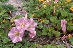 Attēlu rezultāti vaicājumam “Calystegia inflata”